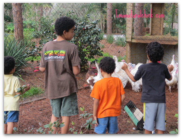 kids farm